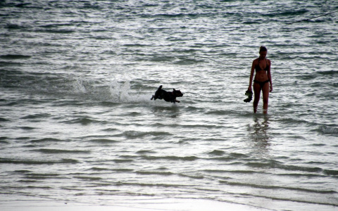 В России запретили водить собак на пляж
