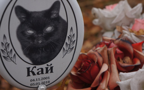 Все как у людей: фоторепортаж со старейшего нижегородского кладбища домашних животных