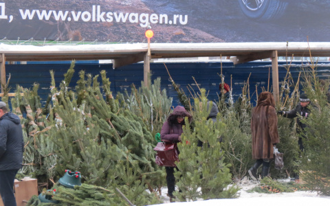 Житель Ветлуги предстанет перед судом за 15 спиленных деревьев