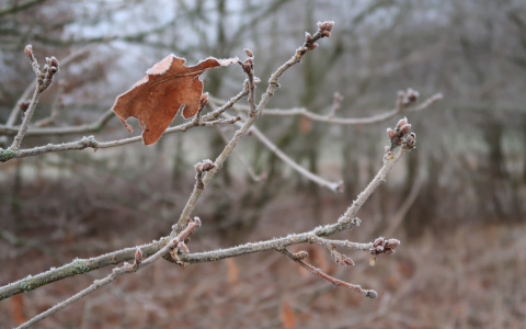 Зима нечаянно нагрянет: синоптики рассказали, какой дзержинцам ждать погоды