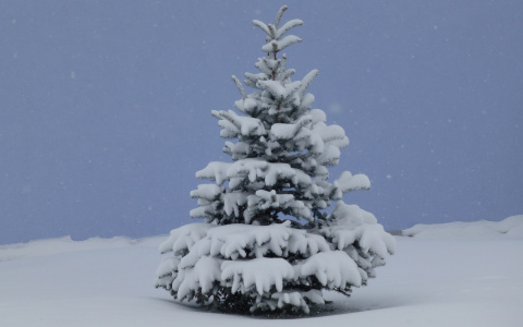 Дзержинцы могут сдать живые ели, оставшиеся после Нового года