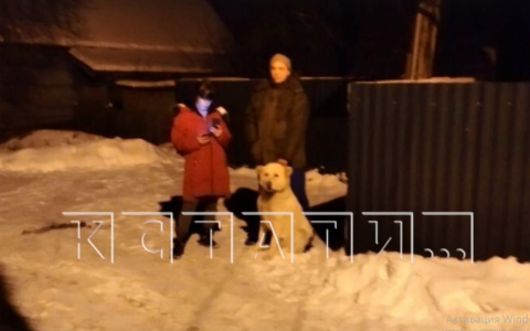 Еще один случай нападения собаки произошел в Нижегородской области