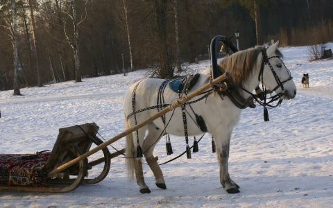 Дзержинские студенты смогут бесплатно покататься на лошадях в выходные