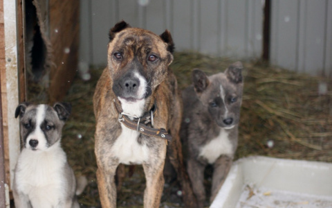 В Нижегородской области хозяйка пыталась заживо закопать собаку и ее двух щенков