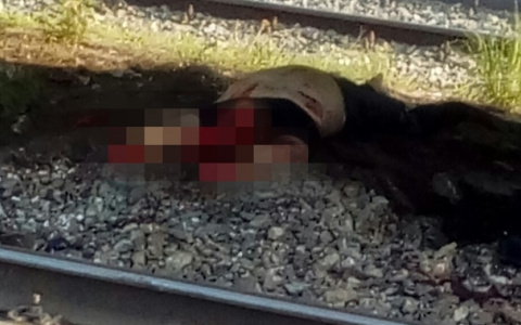 Товарный поезд насмерть сбил мужчину в Дзержинске