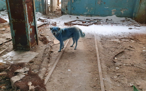 Синих псов из Дзержинска отловят