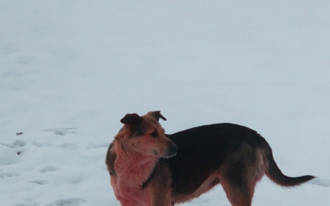 В Дзержинске на смену синим собакам пришли розовые