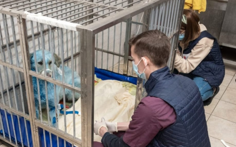 Специалисты  выяснили природу синего окраса собак в Дзержинске