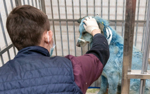 Одна из синих собак, которых поймали в Дзержинске, умерла