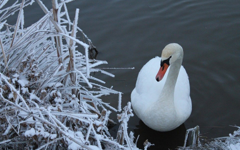 Лебедя, вмерзшего в лед озера, освободили спасатели в Нижегородской области