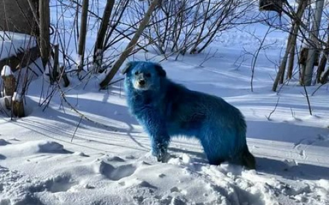 Голубым собакам из Дзержинска построят специальный вольер