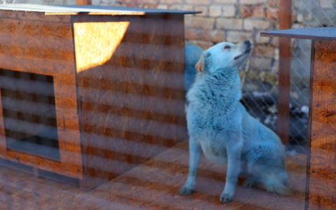 В Дзержинске синие собаки переедут в гараж к властям