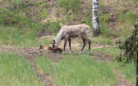 Диких животных стало больше в Нижегородской области