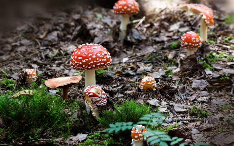 10 человек отравились грибами в Нижегородской области