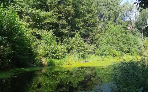 4 ошибки в лесу: что нижегородцам нельзя делать, чтобы не потеряться