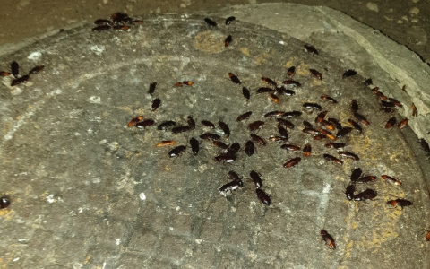 Тараканы атаковали одну из улиц Дзержинска (ФОТО, ВИДЕО)