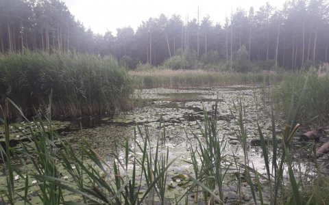 Акция по очистке от мусора берега Утиного озера пройдет в Дзержинске