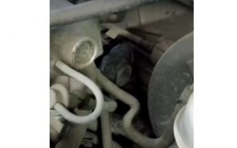 Сотрудники автосервиса под капотом машины нашли шиншиллу (ВИДЕО)