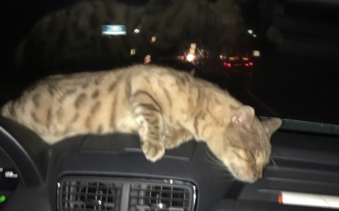 Выжил, чтобы вернуться: кот из Москвы полтора месяца жил в лесах в Пыре