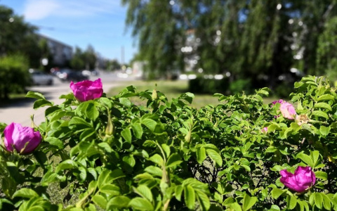 Городская эстетика: в Дзержинске благоустроят полсотни дворов