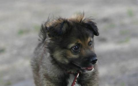 Опубликован список опасных пород собак, который расколол общество