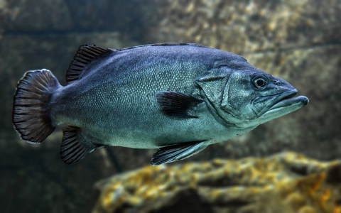 Рыба мечты: житель Дзержинска получил уголовное наказание за ловлю рыбы