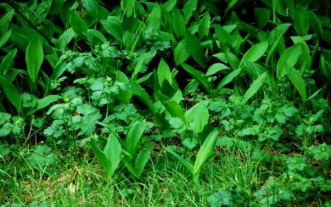Экологическая акция пройдет в Дзержинске 19 июля