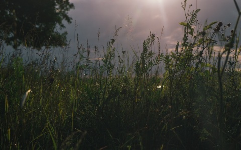 Синоптики рассказали, что следует ожидать нижегородцам от августа