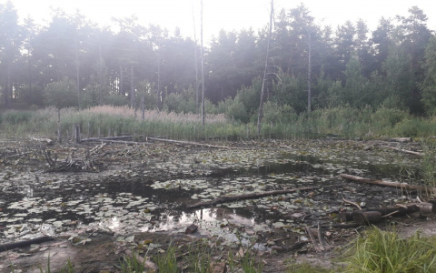 Администрация Дзержинска рассказала, как собираются строить Утиное озеро