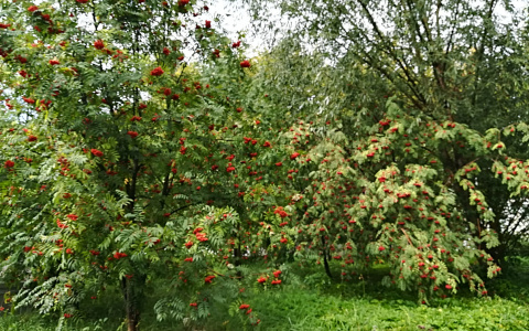 Дождливо и прохладно: какие еще сюрпризы приподнесет погода нижегородцам