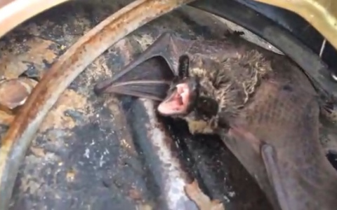 Городу нужен Бэтмэн: летучая мышь залетела на склад в Дзержинске (ВИДЕО)