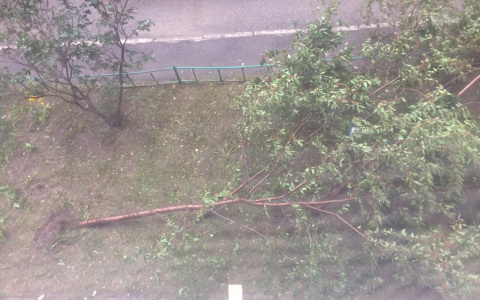 Разбросанное белье и поломанные деревья: В Дзержинске бушевал ураган (ФОТО)