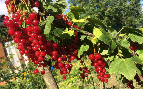 Зелье долголетия: ученые поделились способом, как продлить жизнь