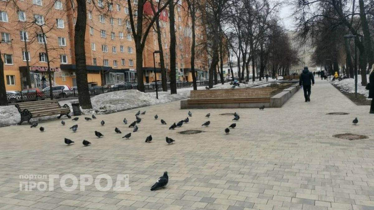 Нижегородцев предупредили о штрафах за кормление голубей