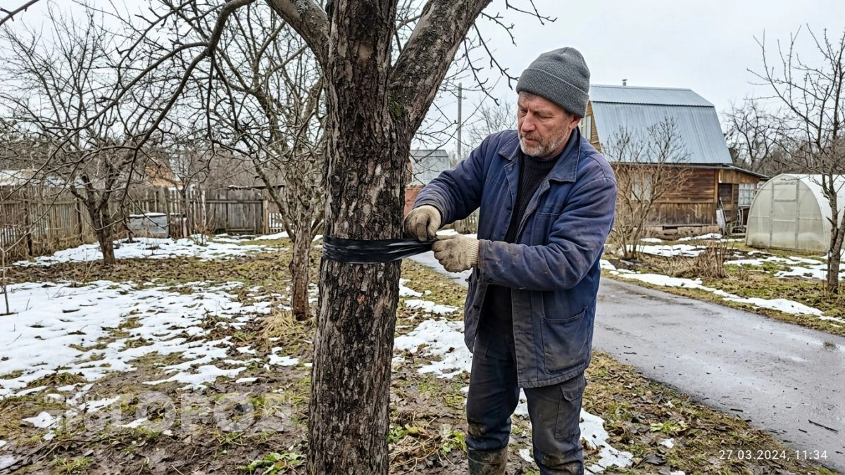 Каждый март клею на ствол яблони простую ленту — тля даже близко не подходит, а урожай собираю вёдрами