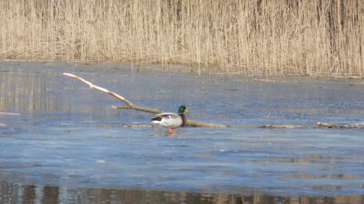 С 1 апреля в Нижегородской области открыт сезон охоты на пернатую дичь