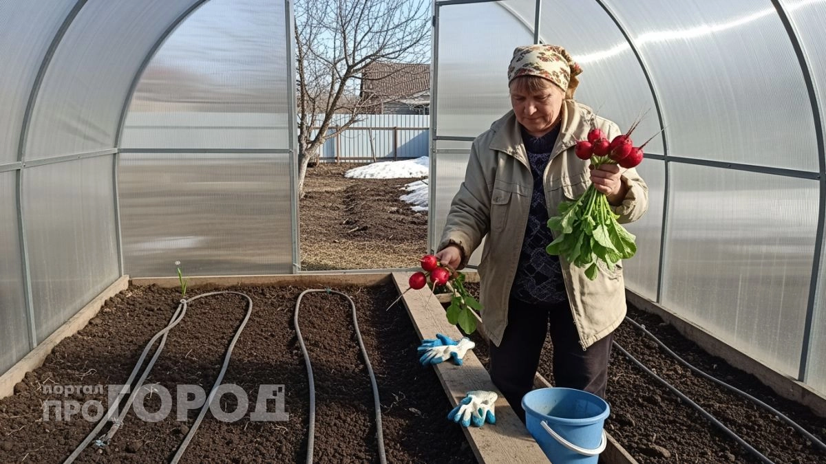 Беру самые дешёвые семена редиса и выращиваю корнеплоды размером с яйцо — сладкие и без пустот внутри