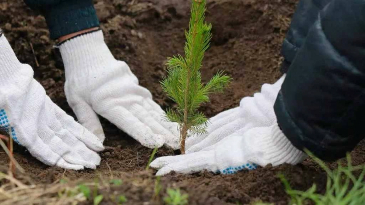Более 300 килограмм семян хвойных пород заготовили в Нижегородской области для восстановления лесов