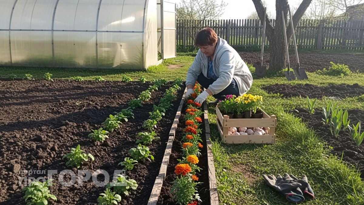 Выбросила бархатцы и забыла про паутинного клеща: секрет здорового огорода кроется в одной простой замене