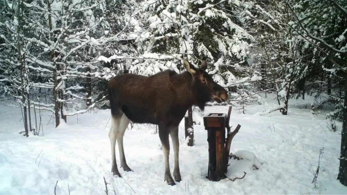 В нижегородских лесах резко выросла численность лосей и косуль
