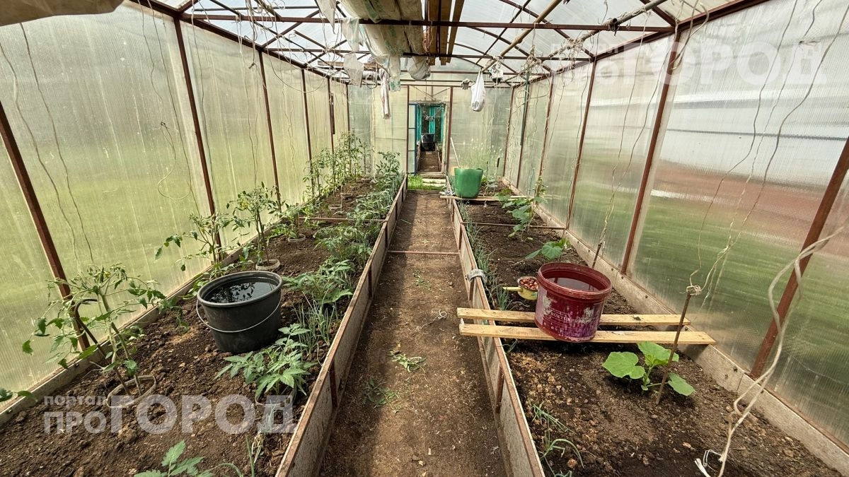 Включила рок в теплице на весь день: вредители исчезли за сутки и больше не возвращались на грядки