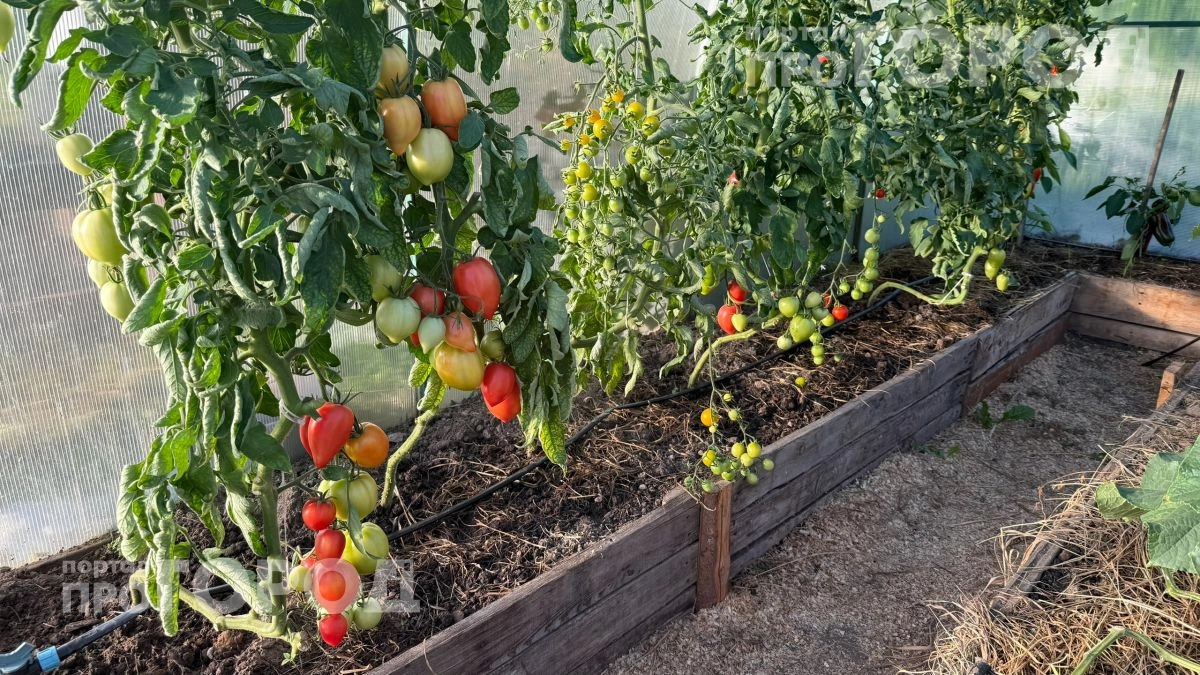 Хватит работать на огород впустую: замените три убыточных культуры на эти овощи и забудьте о лишних тратах