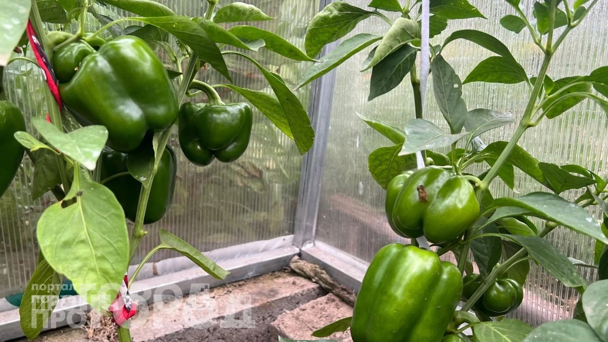 Забудьте про изнурительную прополку: этот немецкий подход заставит ваши перцы плодоносить в два раза обильнее