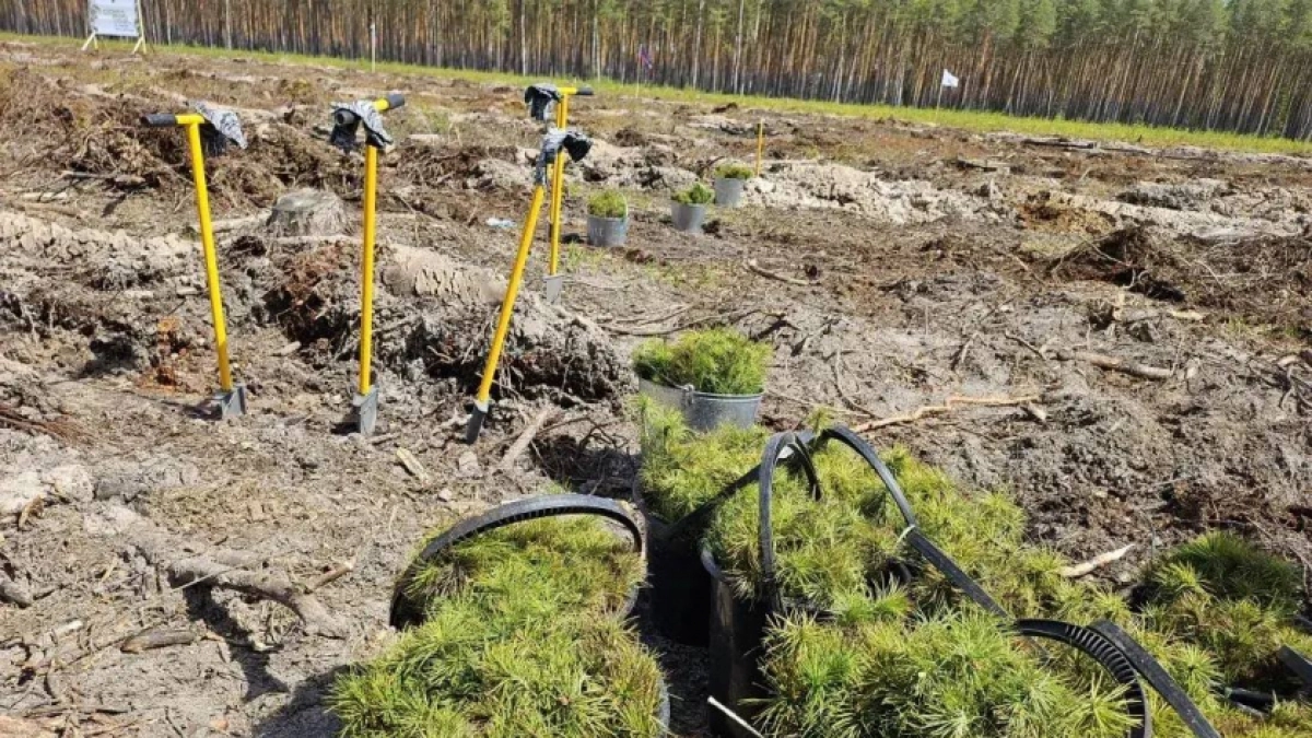 Молодые деревья начали высаживать в Нижегородской области