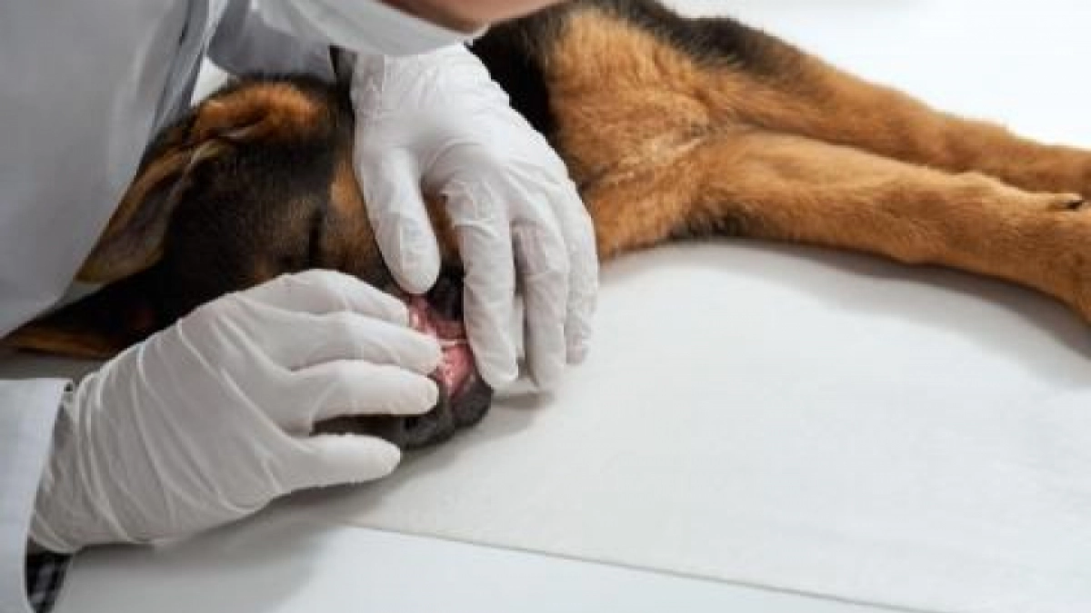 Карантин по бешенству, штормовое предупреждение и изменения в графике парада: главные новости за 28 апреля