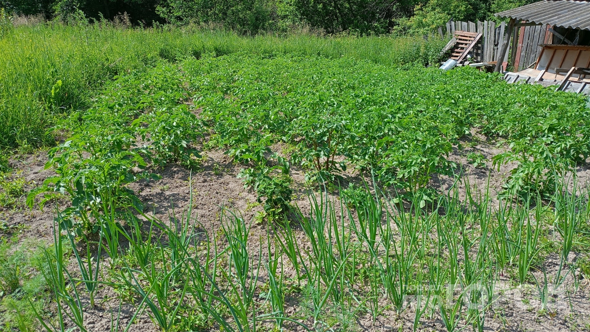 Столовая ложка на ведро воды - и лук спасен от гнили: два точных срока полива, которые нельзя пропускать