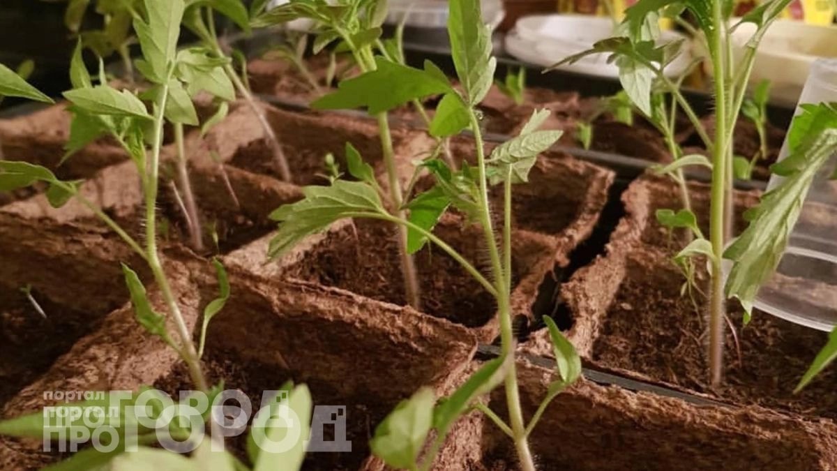 Добавляю всего ложку этого средства в полив и рассада томатов с перцами начинает расти как на дрожжах