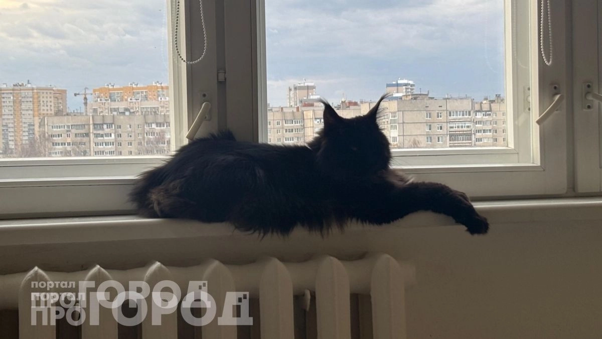Хотите кота на всю жизнь: 3 породы с крепким иммунитетом, которые остаются активными до глубокой старости