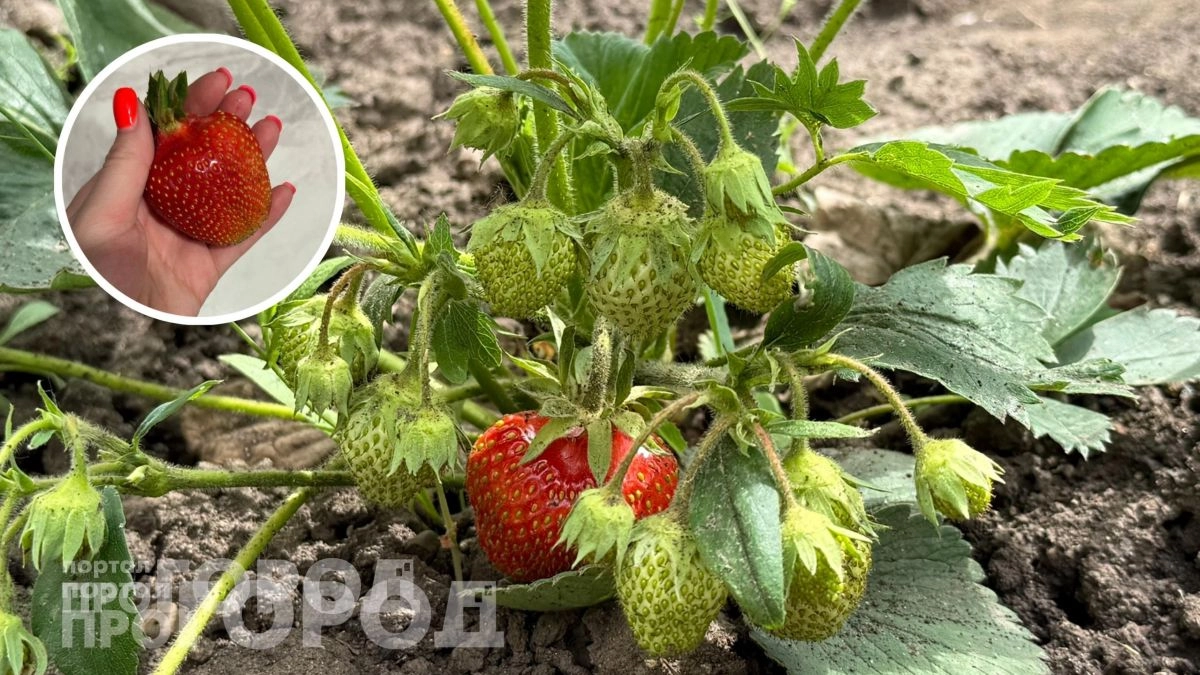 Добавляю в лейку с водой всего один копеечный компонент: клубника наливается соком и становится как мед