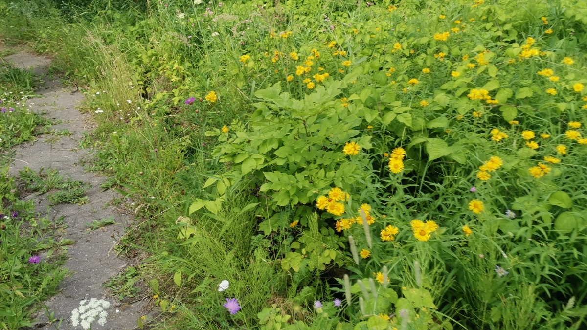В Нижегородской области из-за жары леса закрыли для посещения